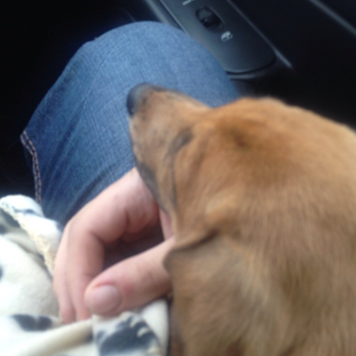 Before I go into full  @ProBackyard promoting mode I’m gonna do a thread of all the photos of my pets in my phone.Enjoy!  