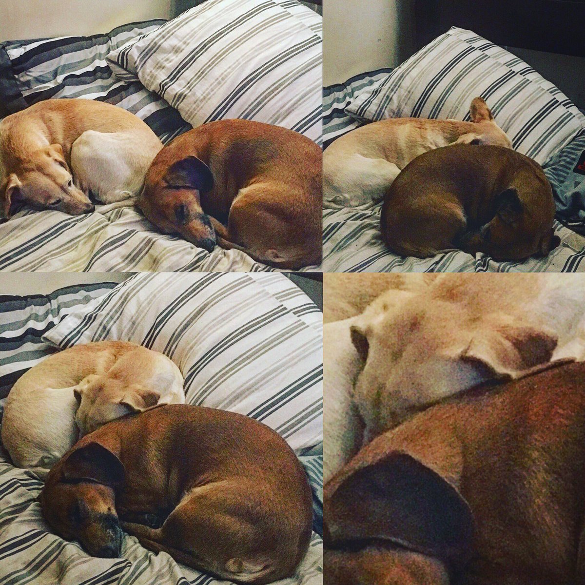 Before I go into full  @ProBackyard promoting mode I’m gonna do a thread of all the photos of my pets in my phone.Enjoy!  