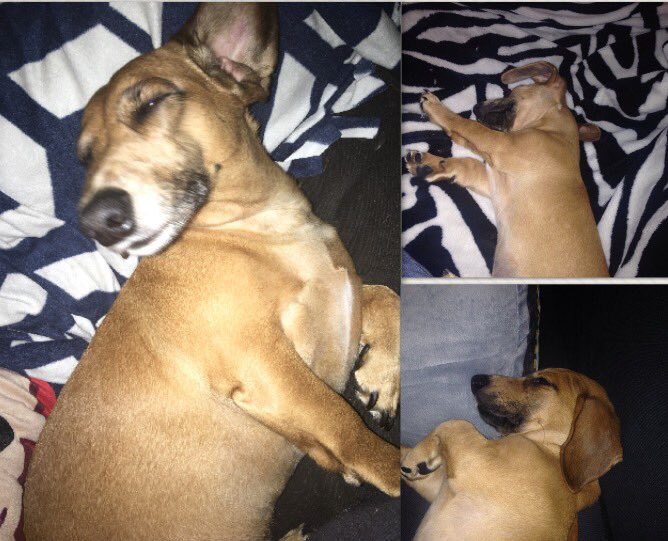 Before I go into full  @ProBackyard promoting mode I’m gonna do a thread of all the photos of my pets in my phone.Enjoy!  