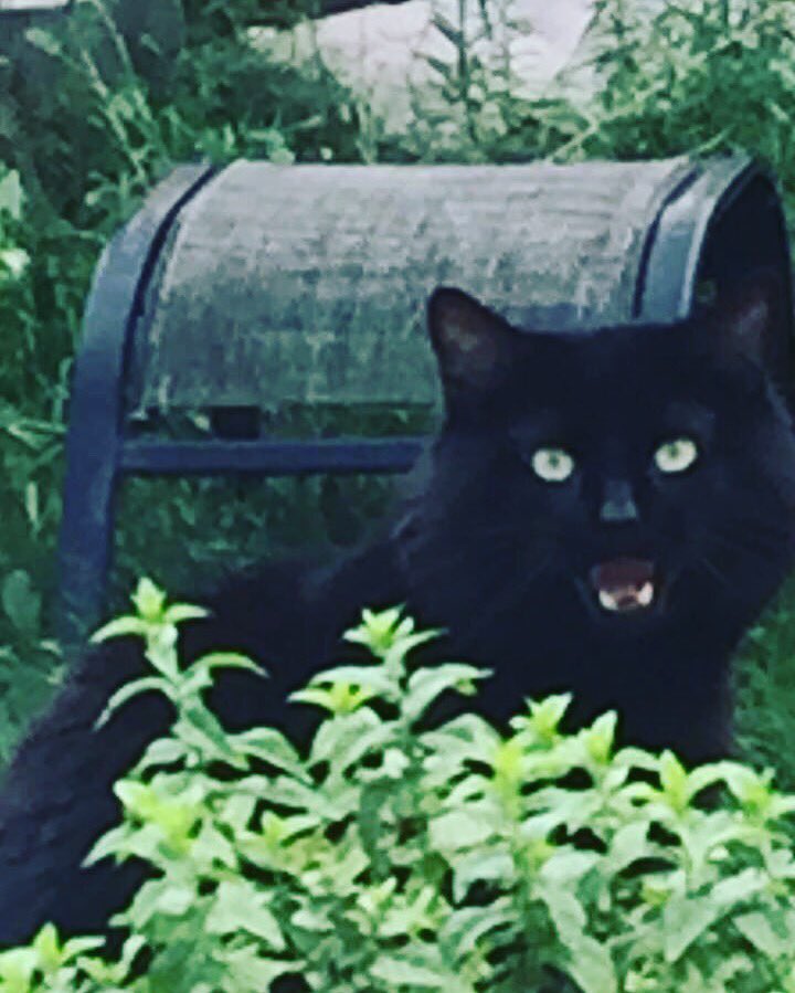 Before I go into full  @ProBackyard promoting mode I’m gonna do a thread of all the photos of my pets in my phone.Enjoy!  