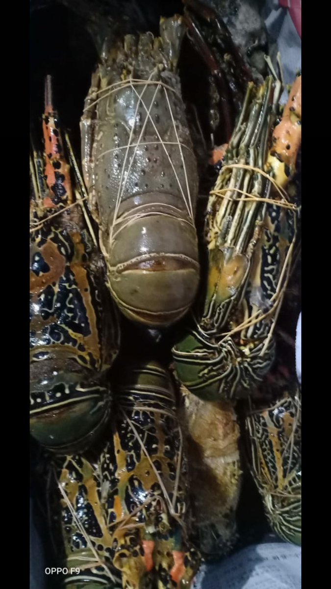 a_unning's tweet photo. Lobster laut
1 biji berat kureb 2 kilo 150 ribu/kg
Isi 1 140 ribu/kg
Isi 2 120 ribu/kg
Isi 3-4 100 ribu/kg
Isi 5-6 95 ribu/kg
Isi 7-10 90 ribu/kg https://t.co/SUN6AkA5BD