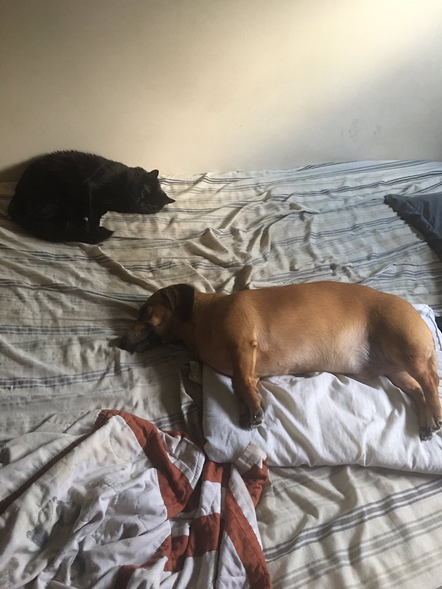 Before I go into full  @ProBackyard promoting mode I’m gonna do a thread of all the photos of my pets in my phone.Enjoy!  