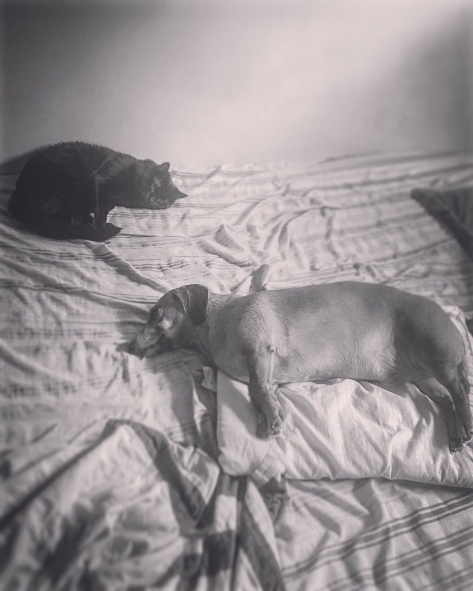 Before I go into full  @ProBackyard promoting mode I’m gonna do a thread of all the photos of my pets in my phone.Enjoy!  