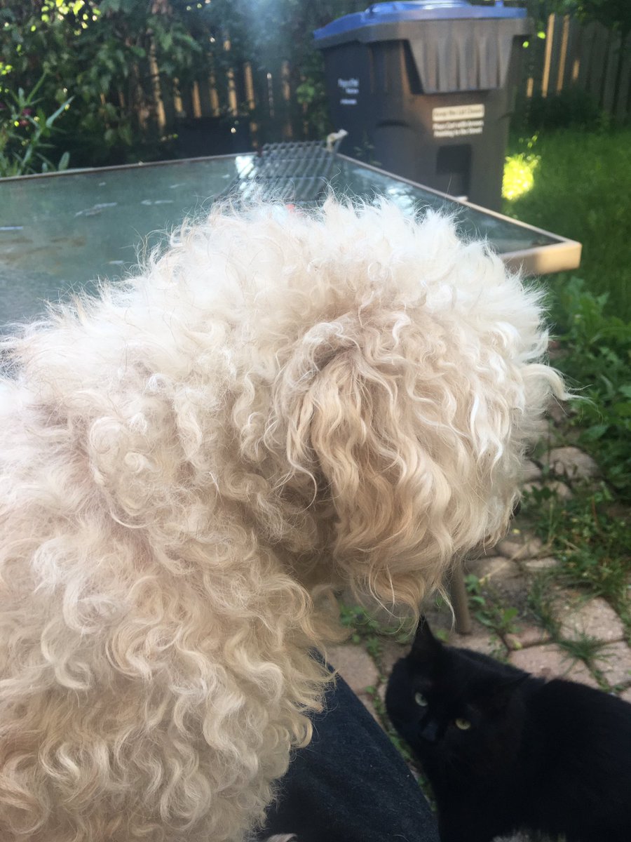 Before I go into full  @ProBackyard promoting mode I’m gonna do a thread of all the photos of my pets in my phone.Enjoy!  