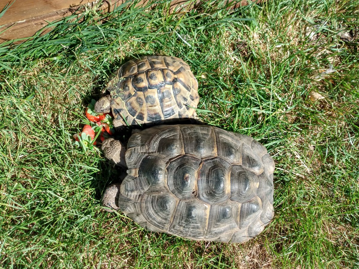 MrsHowa94713839's tweet photo. @Jem21587428 I love tortoises as well! This is Crush and Gem! https://t.co/eBQHjStRlO