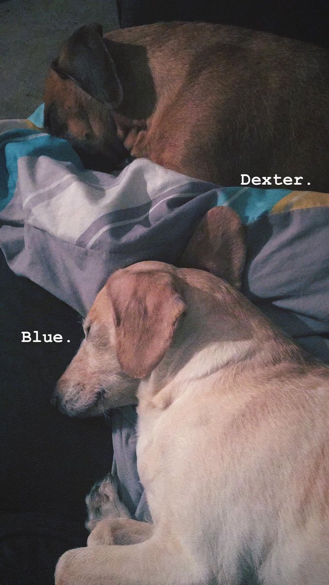 Before I go into full  @ProBackyard promoting mode I’m gonna do a thread of all the photos of my pets in my phone.Enjoy!  