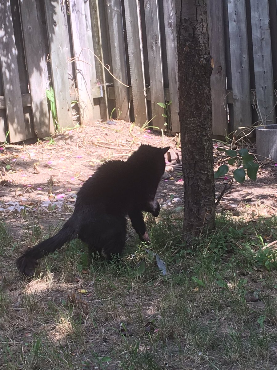 Before I go into full  @ProBackyard promoting mode I’m gonna do a thread of all the photos of my pets in my phone.Enjoy!  