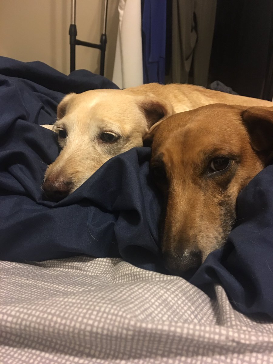 Before I go into full  @ProBackyard promoting mode I’m gonna do a thread of all the photos of my pets in my phone.Enjoy!  