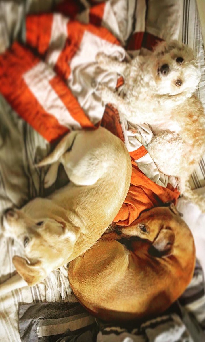 Before I go into full  @ProBackyard promoting mode I’m gonna do a thread of all the photos of my pets in my phone.Enjoy!  