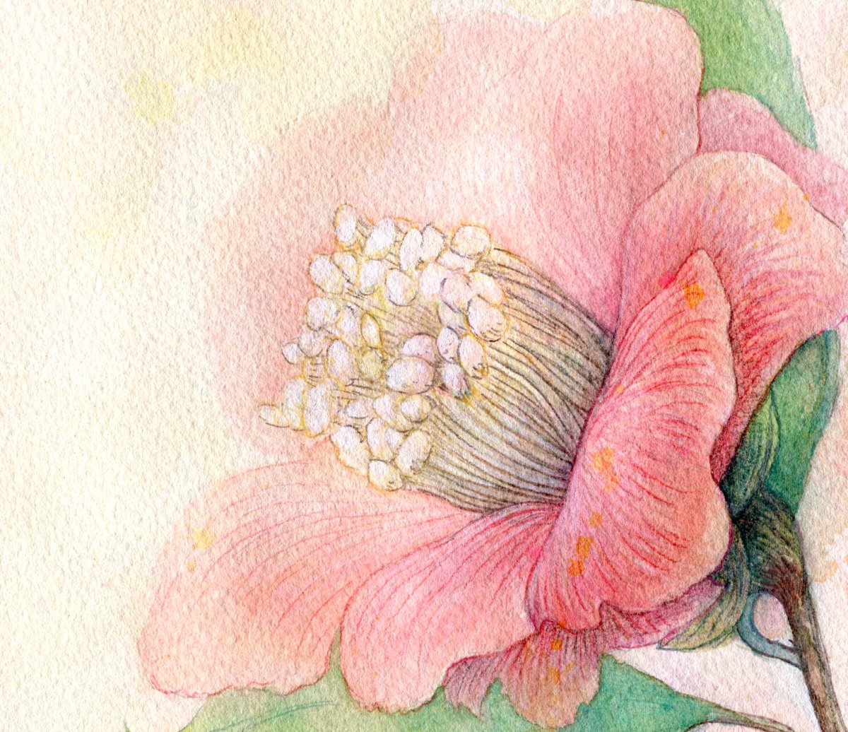 ハイハイミミ Ar Twitter 近所のおじさんがくれた花 描いて見せたら あんた おばさんなのに この花の絵は娘みたいに綺麗だな 吹き出しちゃった 絵を褒めたんだよね 今回 高解像度で再スキャン 拡大画像は細かいとこ見やすいな 絵 水彩画