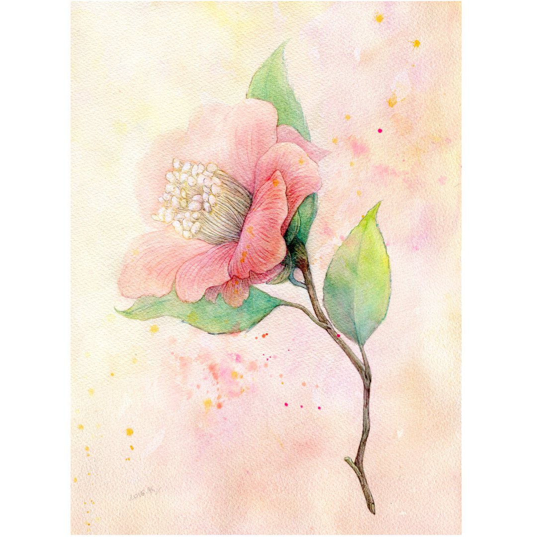 ハイハイミミ Ar Twitter 近所のおじさんがくれた花 描いて見せたら あんた おばさんなのに この花の絵は娘みたいに綺麗だな 吹き出しちゃった 絵を褒めたんだよね 今回 高解像度で再スキャン 拡大画像は細かいとこ見やすいな 絵 水彩画