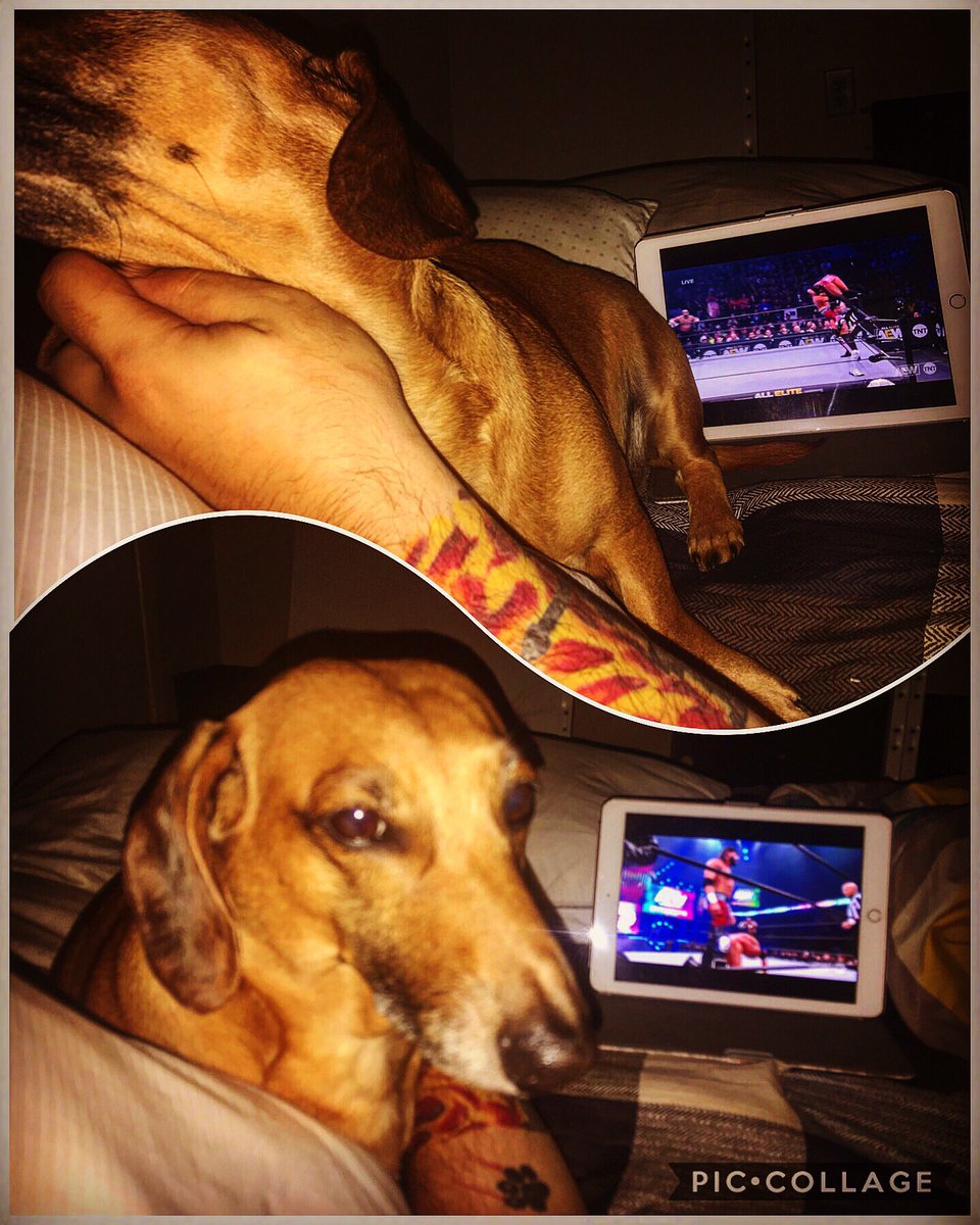 Before I go into full  @ProBackyard promoting mode I’m gonna do a thread of all the photos of my pets in my phone.Enjoy!  