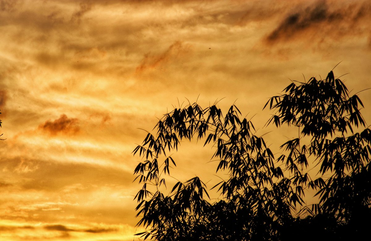 Thus drifting afar to the dim-vaulted cavesWhere life and its ventures are laid,The dreamers who gaze while we battle the wavesMay see us in sunshine or shade; . .  #mynortheastclix  #shadesofsun #assam #NorthEast  #everydayNEIndia  #photographer  #sunsetphotography