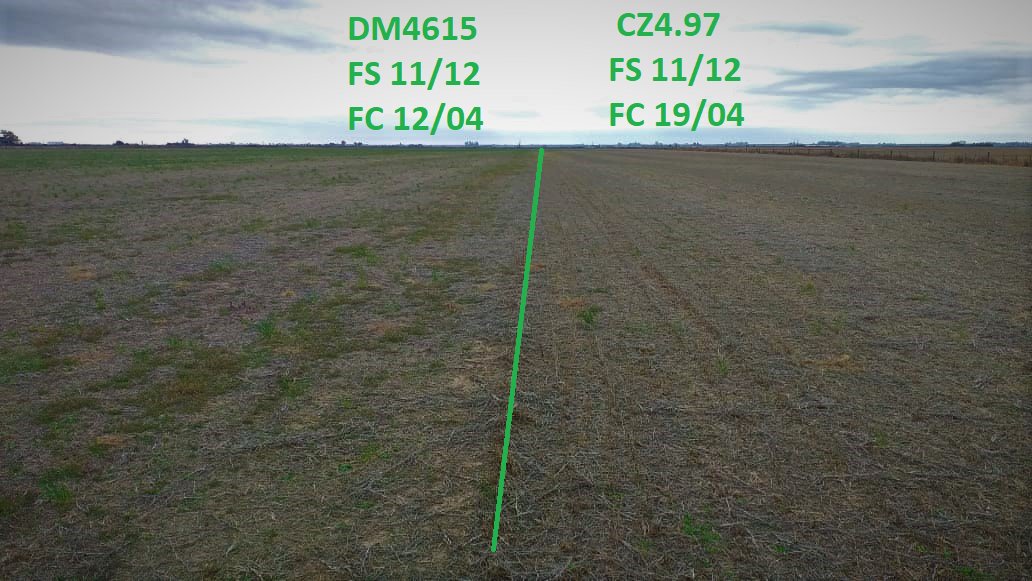 La simple variación del cultivar puede modificar el enmalezamiento posterior⚠️ La estructura de planta, el largo del ciclo ➡️ diferentes filtros para las malezas. 🔍🌱☘️
