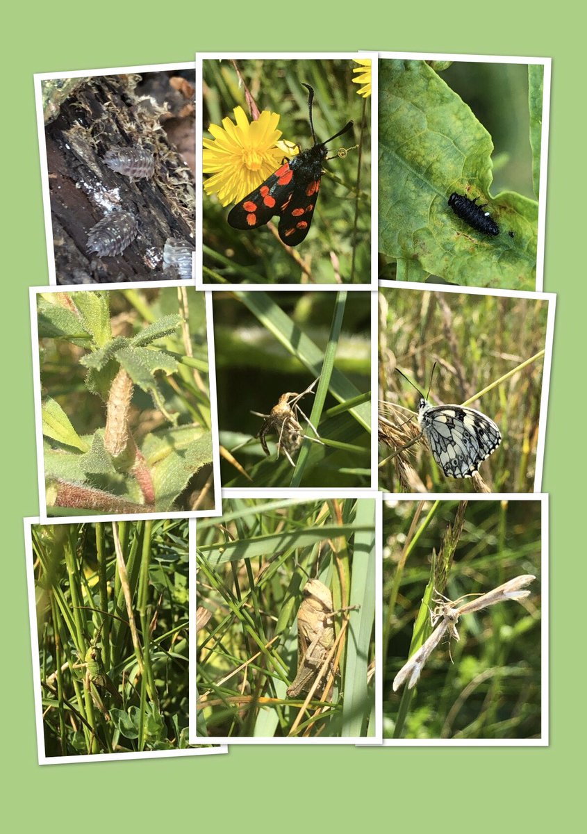 MummyofMaya's tweet photo. Think we can name all except the middle flying insect. Brill time on our #bugsafari #NationalInsectWeek @RoyEntSoc my 6 year old spotted most of them. Look forward to our next outing. https://t.co/Z5WZQpkwFR