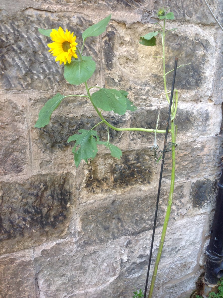 Hal_Duncan's tweet photo. Day 102 of #100DaysOfPlants, because that's how we roll here in #Rakesden, and we have sunflowers, which are really rather less sunny in the figurative sense when they're the sad single solitary survivor of a snail-wrought massacre. Sadflower, more like, poor thing. https://t.co/dMsRNgfdd1