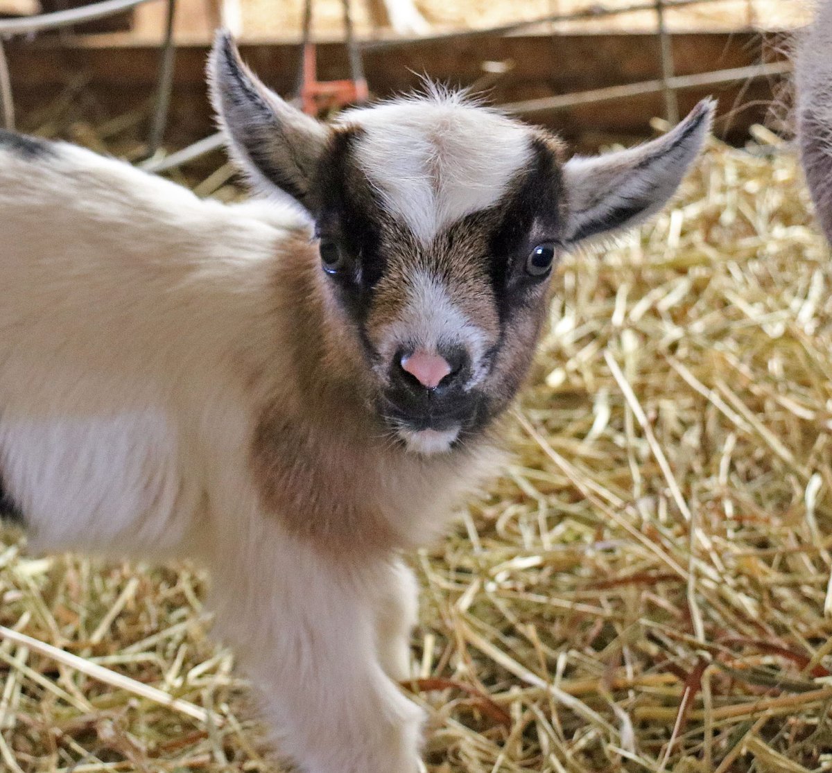DavisFarmland's tweet photo. @KerryKavanaugh Davis Farmland is thanking healthcare workers, police officers, firefighters/EMT’s, active military, &amp; correctional officers by giving these heroic individuals a FREE admission ticket to this Sat. and Sun. Reserve Online. Visit https://t.co/jIzeG1IFt8 for info. https://t.co/656pJykA4A