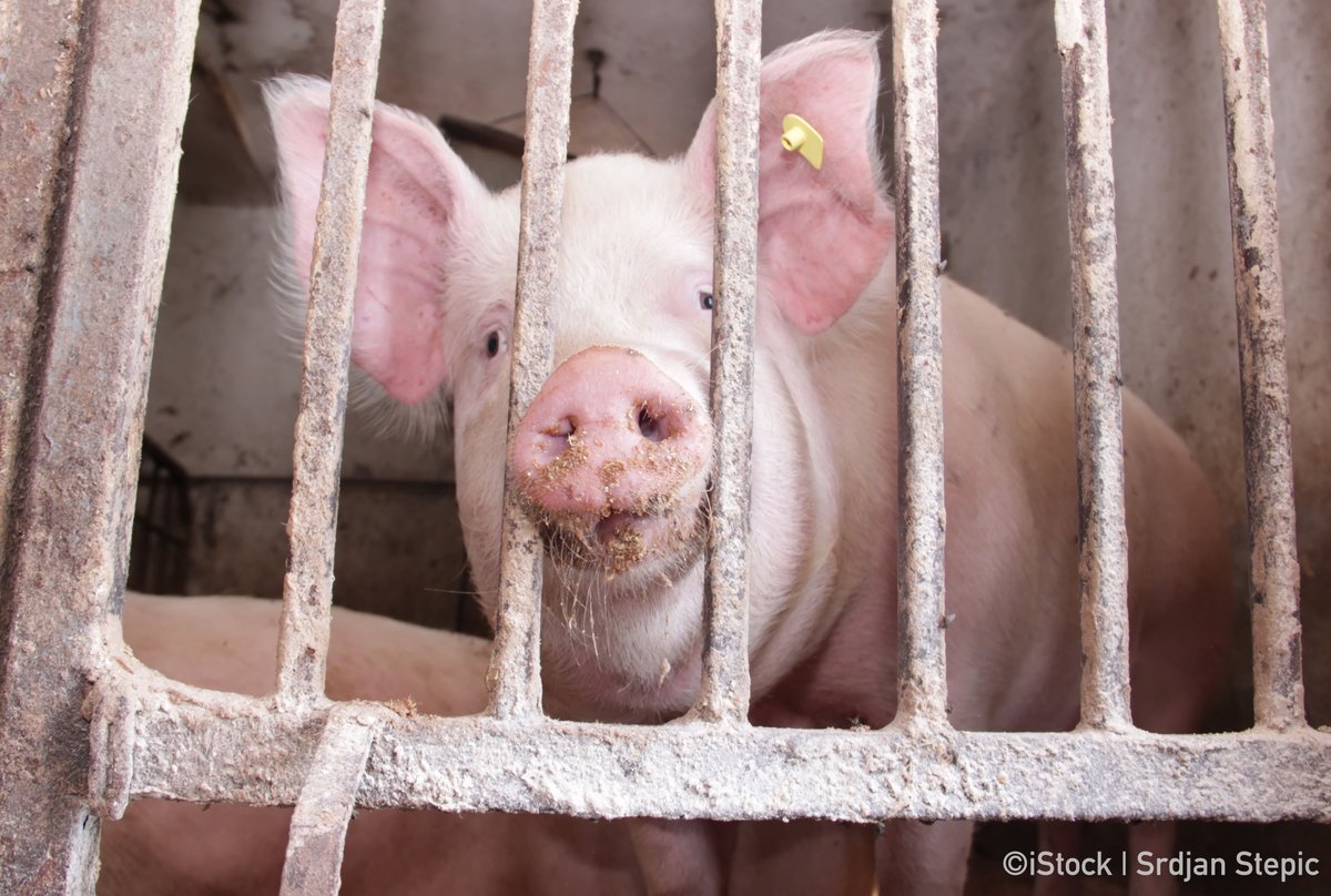 peta's tweet photo. SAVE LIVES: #BoycottMeat!
 
@PETA_Latino is joining forces with @LulacIowa to call for a boycott on meat, which would save animals AND workers. The close working conditions and constant exposure to blood, urine, and waste have made slaughterhouses hotbeds for #COVID19. https://t.co/yI0uuYuBeR