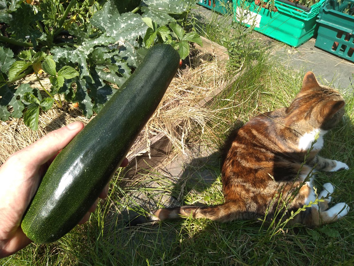 Dutchman1795's tweet photo. And so it begins #Courgettageddon #CatSoldSeperately #ThinkGlobalGrowLocal https://t.co/bRc2S9QklV