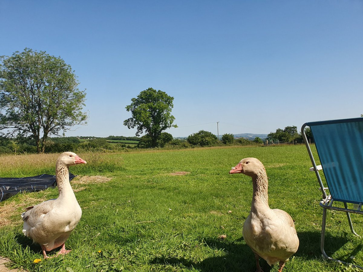 SmallholdersUK's tweet photo. For anyone wondering about the goose-tinder progress, Belle and Sebastian are having a lovely time together. @ChemChook - are you into geese? @FarmTemple #GoNative #GooseTinder #BreconBuff https://t.co/KkRP8t60Eo