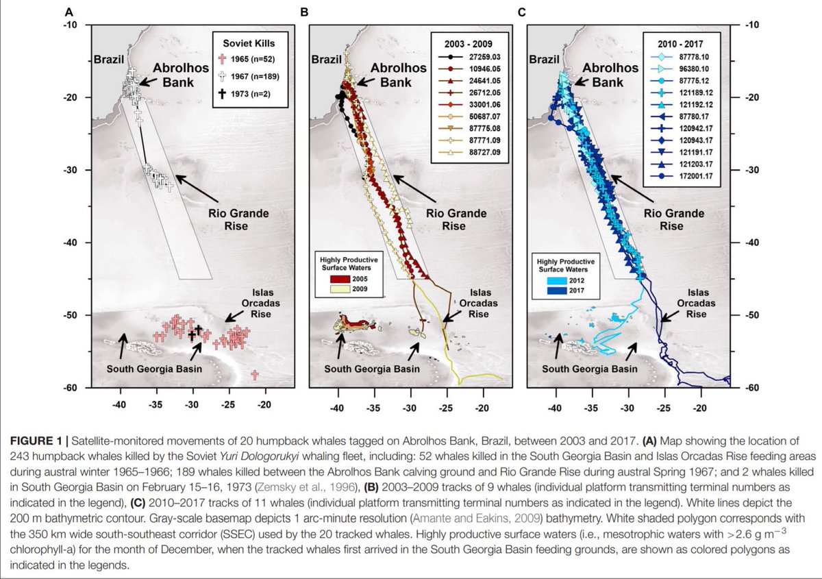 New paper in Frontiers for Marine Science shows #humpback #whale migration route remains unchanged despite a changing ocean. #ClimateChange #research #science #conservation #endangered