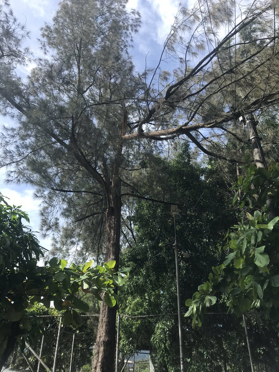 ChikiFty's tweet photo. @lexpineda @noticias4vision @alcaldia_ss nos  pueden ayudar con esta rama. En la colonia 5 de noviembre por la cancha https://t.co/SuD88AnMBN