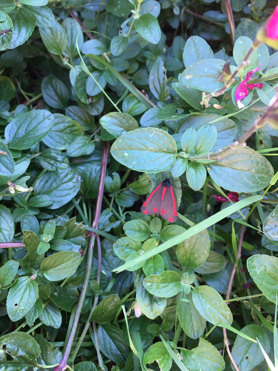 TweetEastern's tweet photo. Cinnabar moth spotted just now #gardensofgreateasternstreet https://t.co/PIKBftDWlw