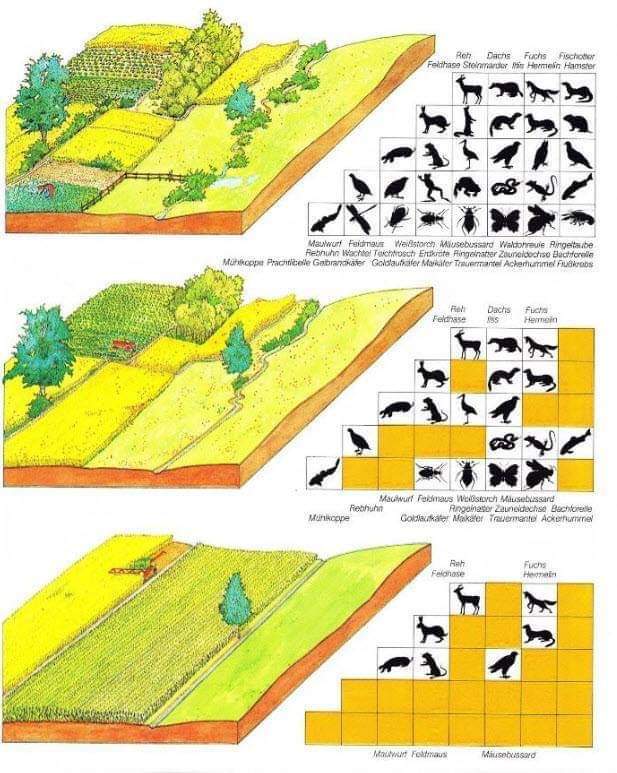 democraturevert's tweet photo. @GuyotVincent02 @GDebreuve C est exagéré bien entendu, mais les déserts de biodiversité existe, sans haies, sans diversité dans les cultures.Les grandes plaines céréalières, des vallées entière consacrées au maïs.
Le remembrement a fait des parcelles est trop grande. Il faut marier industrie /biodiversité https://t.co/L32ies9tV9