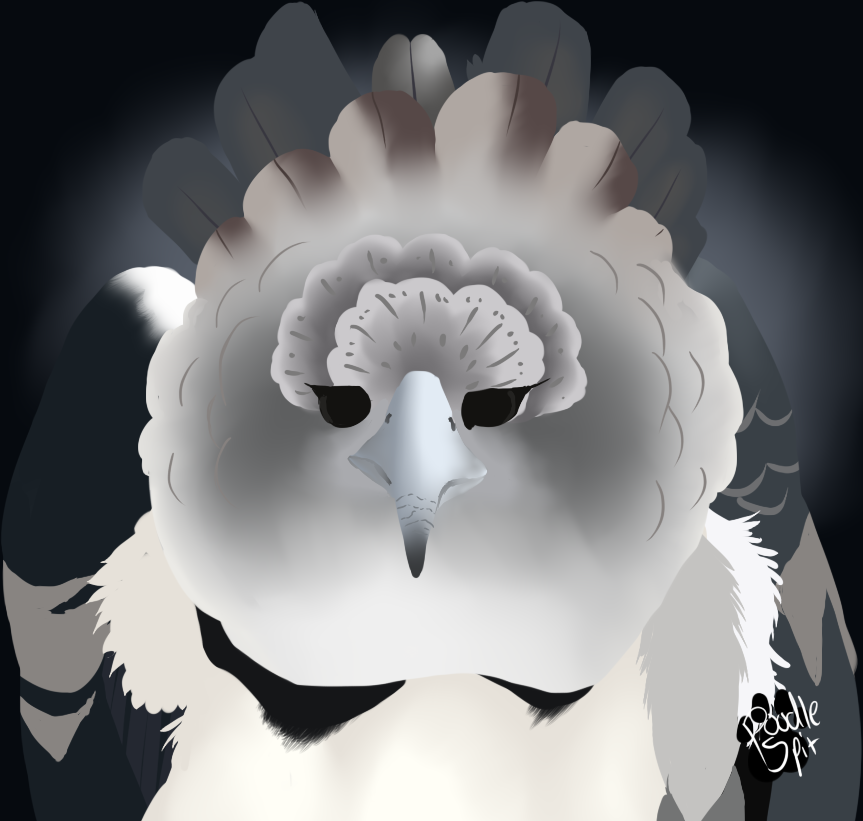 PoodleJizz's tweet photo. https://t.co/Qqvnnirwwy #digitalpainting #harpyeagle #thistooksolong https://t.co/b9L4gQt5JP