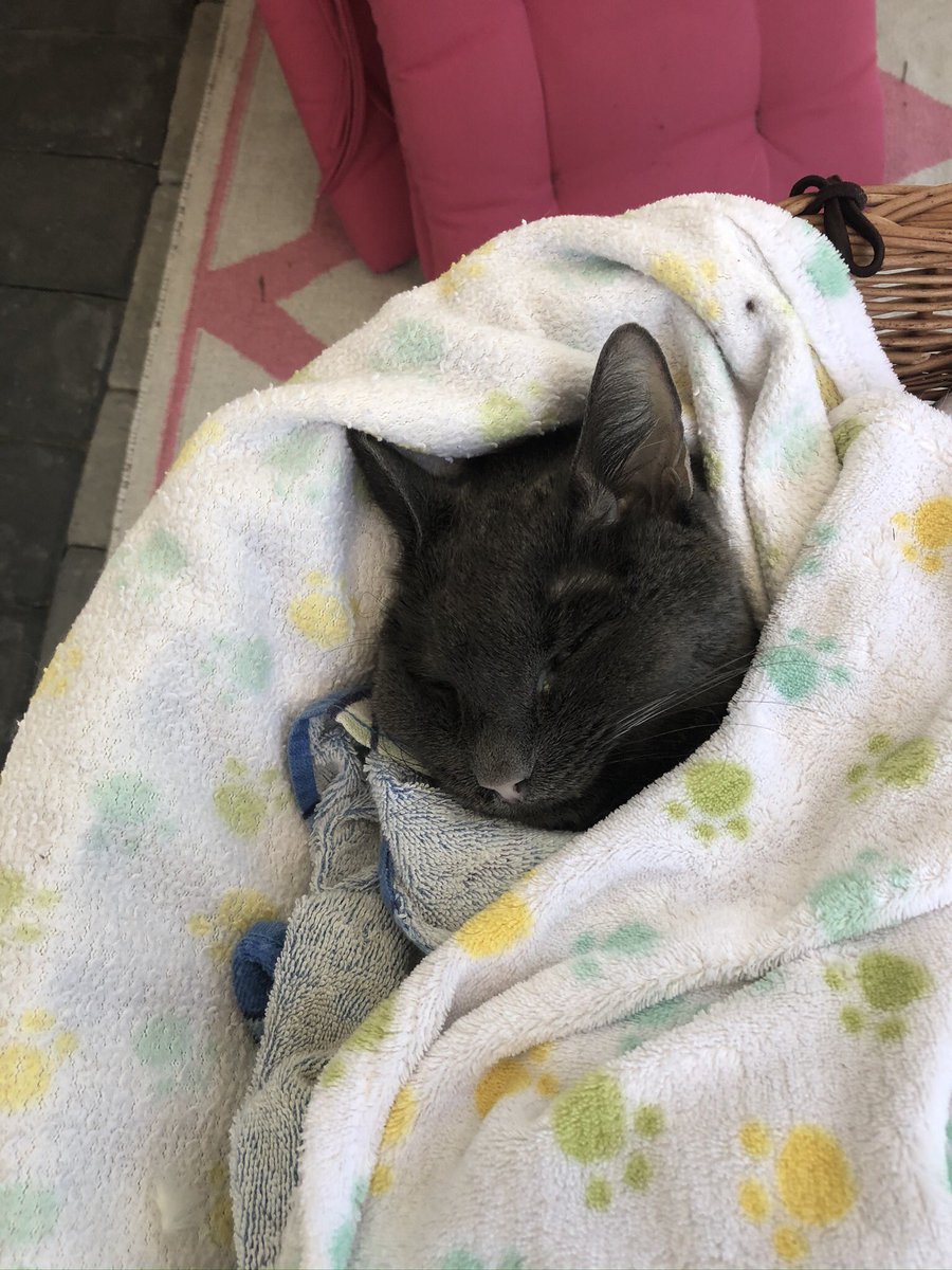 #Leo Friends I just had to put my sweet cat Leo down. I am heartbroken.