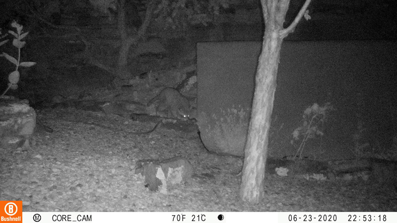 Raccoon and skunk last night. I suspect the raccoon is the owner of the mysterious eyes I saw earlier.
