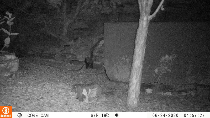 Raccoon and skunk last night. I suspect the raccoon is the owner of the mysterious eyes I saw earlier.