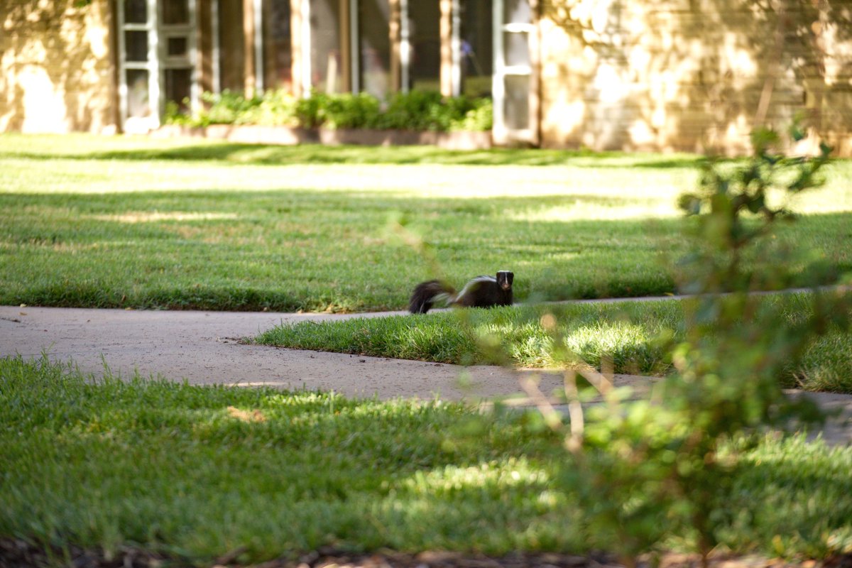 NewmanU's tweet image. The only campus visitors we've had lately kinda stink... 
Students we miss you 😭