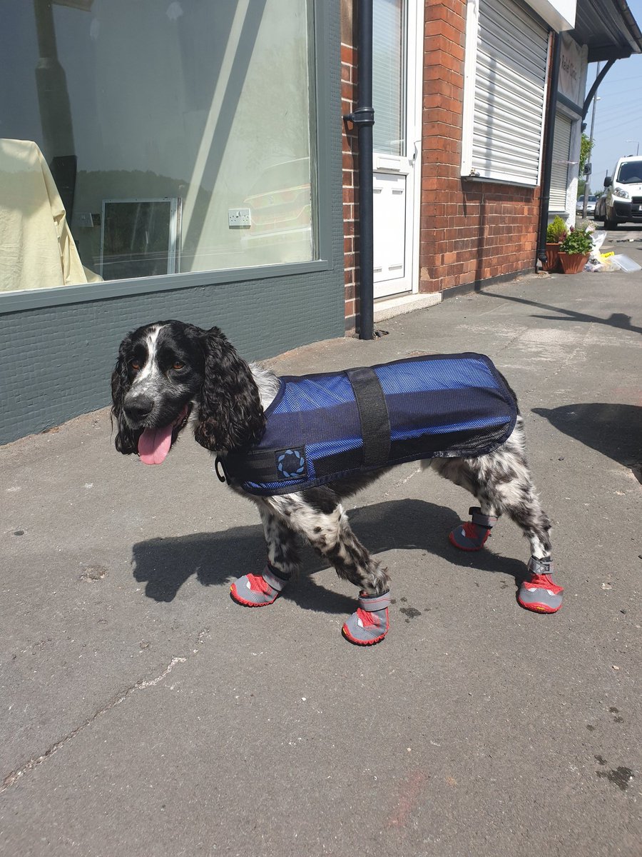 East Mids Fire Dog tweet media