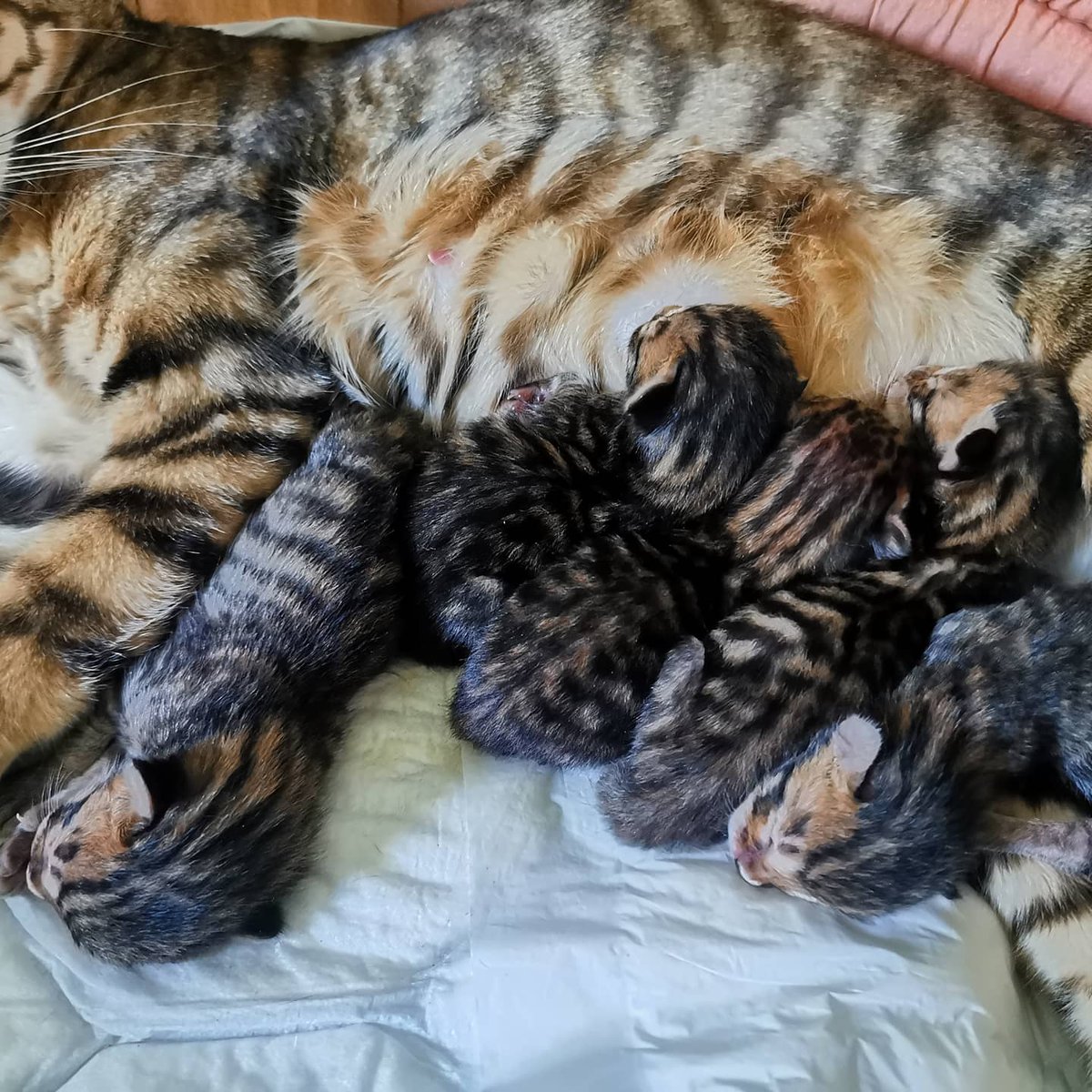 embrace_moon's tweet photo. #chaton #kitten #toyger #cat #chat #tigredesalon #toygerkitten #chattoyger #chatontoyger #tiger #naissancechaton #happylife https://t.co/kno0BksO8z