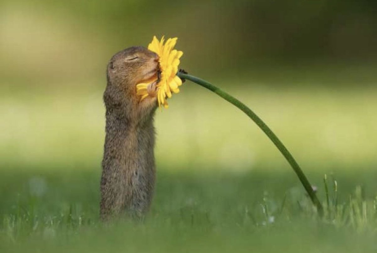 Send_Thanks's tweet photo. Take time to smell the flowers and be grateful for every moment. #till #spikesk9fund
https://t.co/JAcxfCM8td https://t.co/8AdVBlkosH
