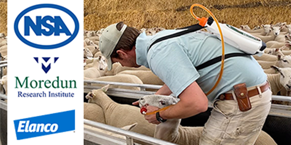Elanco's tweet photo. Register now for the Sustainable Parasite Control: "Test Donโt Guess" Webinar by NSA, Moredun and Elanco focussing on SHEEP WORMS. When? Wednesday 1st July at 8.30am-9.30am. Click the link to register for free now! https://t.co/c3ehVdU4OC https://t.co/sNXjRpUo88