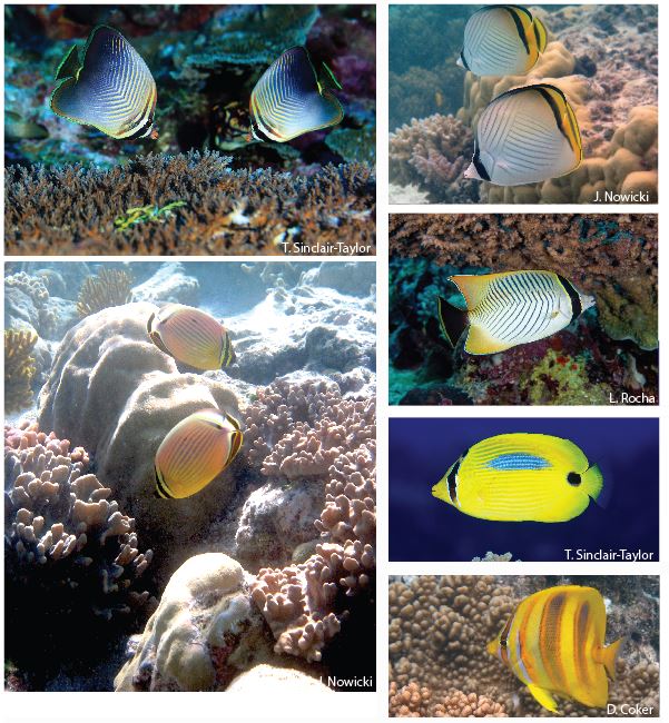 jesspnowicki's tweet photo. Animals have evolved spectacular #social #diversity! What secrets inside the hidden #brain have facilitated this? Is the neural basis of social diversity similar within vs between #species, or #sexes? We find out in #butterflyfish! https://t.co/7n2BbWCiGG. https://t.co/gUVvJNA9Pi