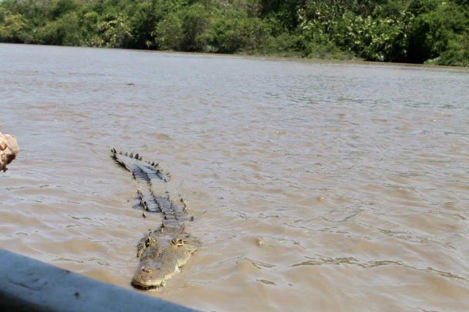 sicostatrips's tweet photo. Riverboat tour anyone? An amazing experience for kids and adults. 
🌐https://t.co/gwiZPB2yKB
✉️sicostatrips@gmail.com
@FamilyTravelers @Sostraveluk @SurfCityFamily @familytravel4um @travel4thestars #travel #experience #kidsofallages #nature #wildlifephotography #vacation https://t.co/l2TYoqykKs