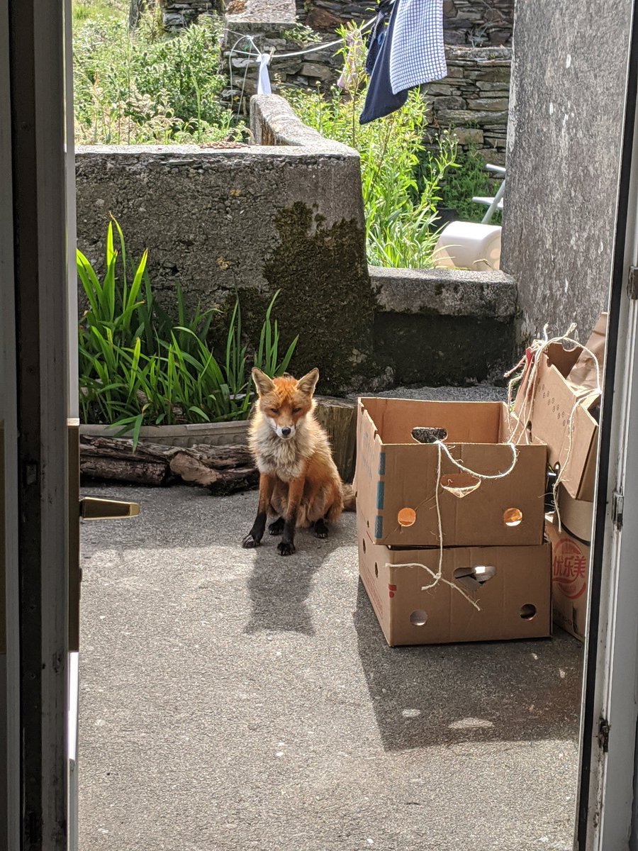 Adrian Legg (@memenow) on Twitter photo It's as if he knows the actual days when <a href="/Fields_of_Skibb/">Fields of Skibbereen</a> does it deliveries to Sherkin.
Noms noms tonight for us all. It's as if he knows the actual days when <a href="/Fields_of_Skibb/">Fields of Skibbereen</a> does it deliveries to Sherkin.
Noms noms tonight for us all.