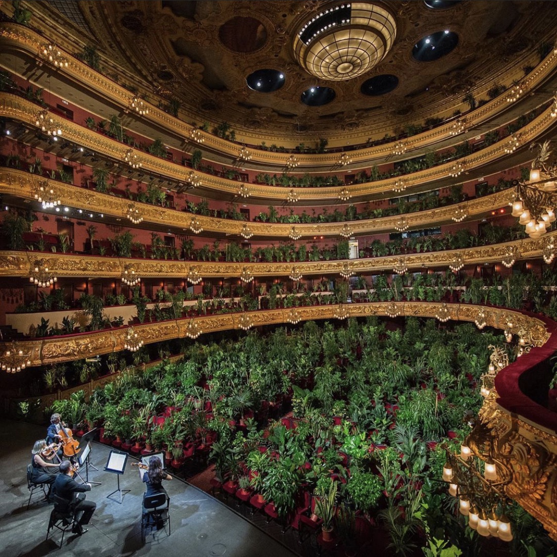 ConsultantKa's tweet photo. #repost 📸 @BBCNews 

The Barcelona Opera House reopened with an audience full of plants🌱🌍. Looks like a full house of standing ovations to me...
(📷 Jordi Vidal/Getty Images) https://t.co/bLzb1DzEJ9