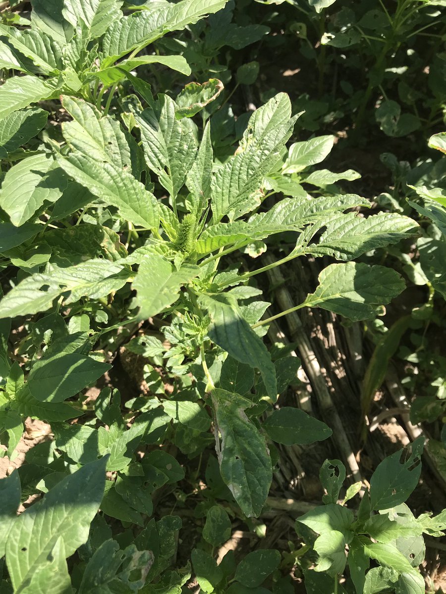 Palmer amaranth is quickly becoming a cuss word in our industry. This is why. This Palmer has already gone to seed.  It is very important to get MULTIPLE layers of residuals down to help hold back these pesky pigweeds.