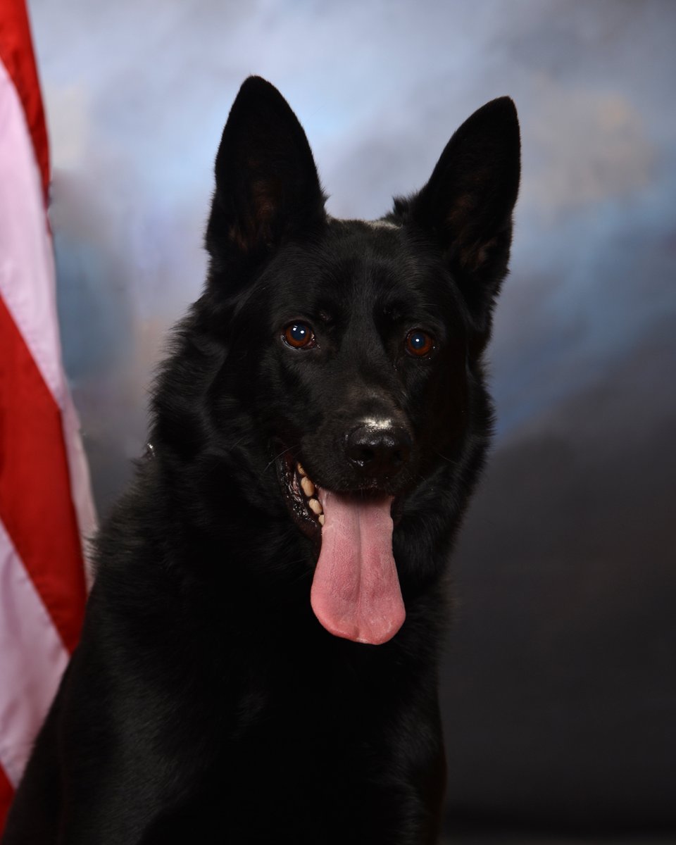 Members of our K9 Unit will hold a private memorial service today at 1pm for K9 Phantom. Phantom died June 6 from a blood clot after 7.5 years of service
We'll have photos &amp; videos from the service to share. #ThankYou for the kind words for Off. Cleaver during this difficult time