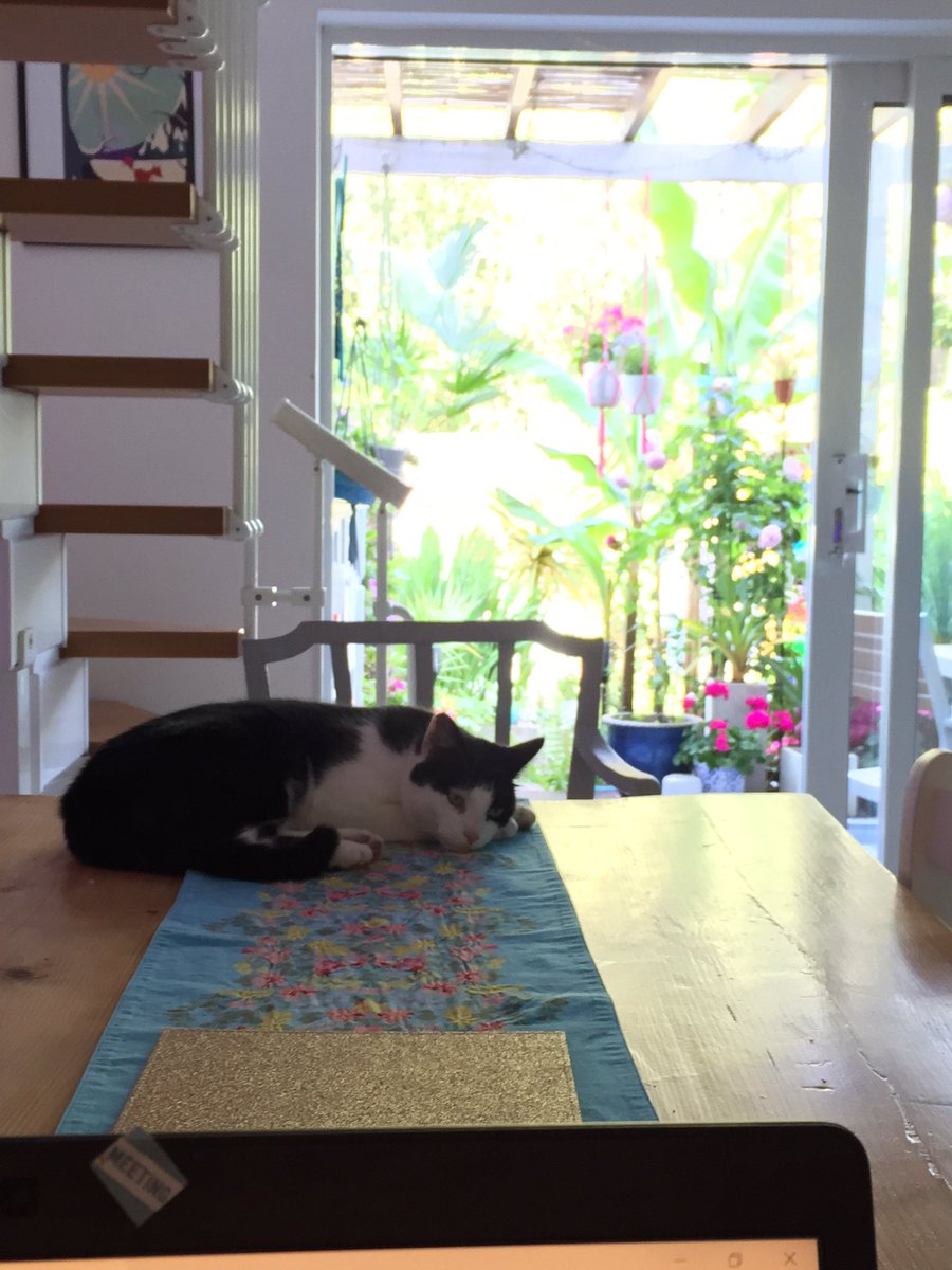 Here is the cat who is scared of rodents (sulking because is hot today). Also the open door which is a concept that seems to be baffling lots of people - we are v low-tech in England when it comes to home heat regulation ... :)