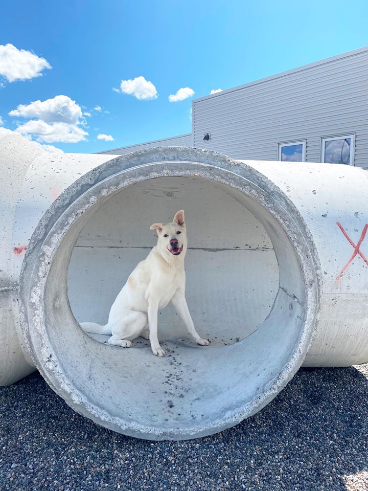 COPConstrLLC's tweet photo. Look how happy this sweet boy is! We were happy to help move these structures donated by Forterra to the Yellowstone Valley Animal Shelter.
#copconstruction #billingsmontana #puppyplayground #montanajobs #utahjobs https://t.co/Cqth8p9j8n