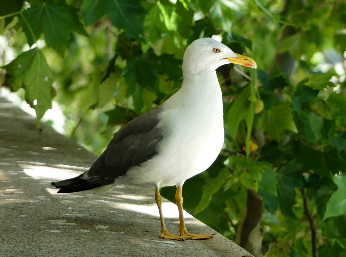 BrunoCignini's tweet photo. #WildRome #Gabbiano_reale_zampegialle #Larus_michahellis #Yellow-legged_Gull https://t.co/9GsHMtSxZe