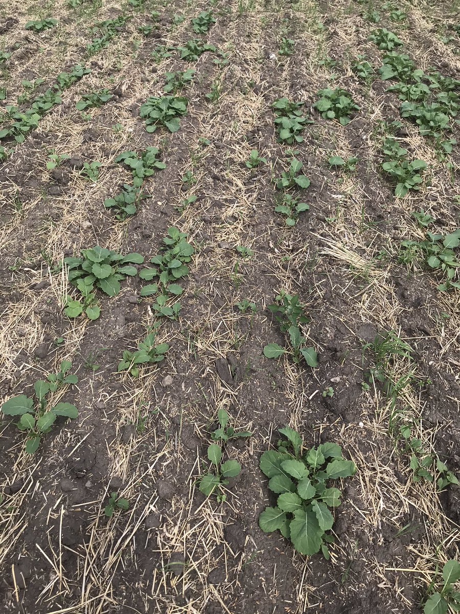 Wade McNeil tweet media