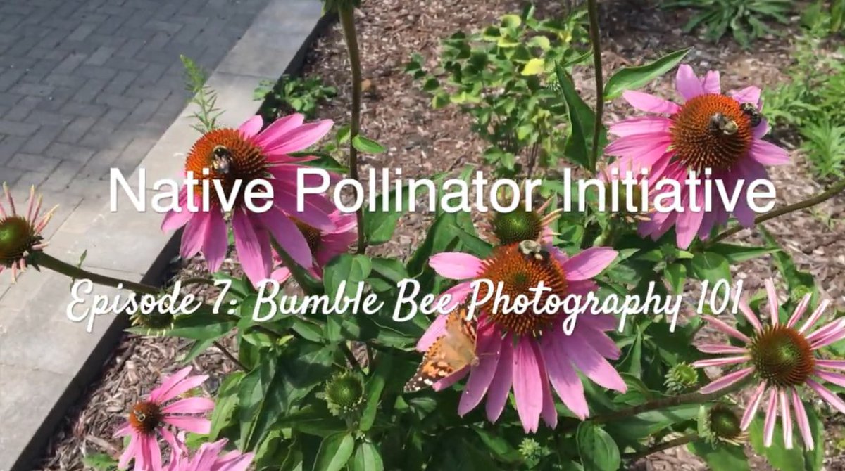 WPCWild911's tweet photo. Have you ever tried to take a photo of a #bumblebee, but it was blurry, too far away, or out of focus? In today’s episode of What’s the #Buzz, Genevieve and Hayley are here to share with you their top five tips on how to get great photos of bumble bees!  https://t.co/iqAOZNTC8l https://t.co/Ncjqw38N9U