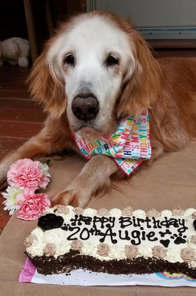 PetsRInn's tweet photo. What a good boy! Tennessee dog is oldest living golden retriever, according to rescue group: https://t.co/Yi3FaPEFF0 https://t.co/IkLKYcn2c2
