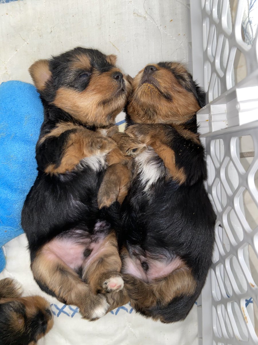 __kimmyk's tweet photo. hi my name is Kimmy and I sell full pure breed yorkies🐶 https://t.co/TQJrEzpsn3